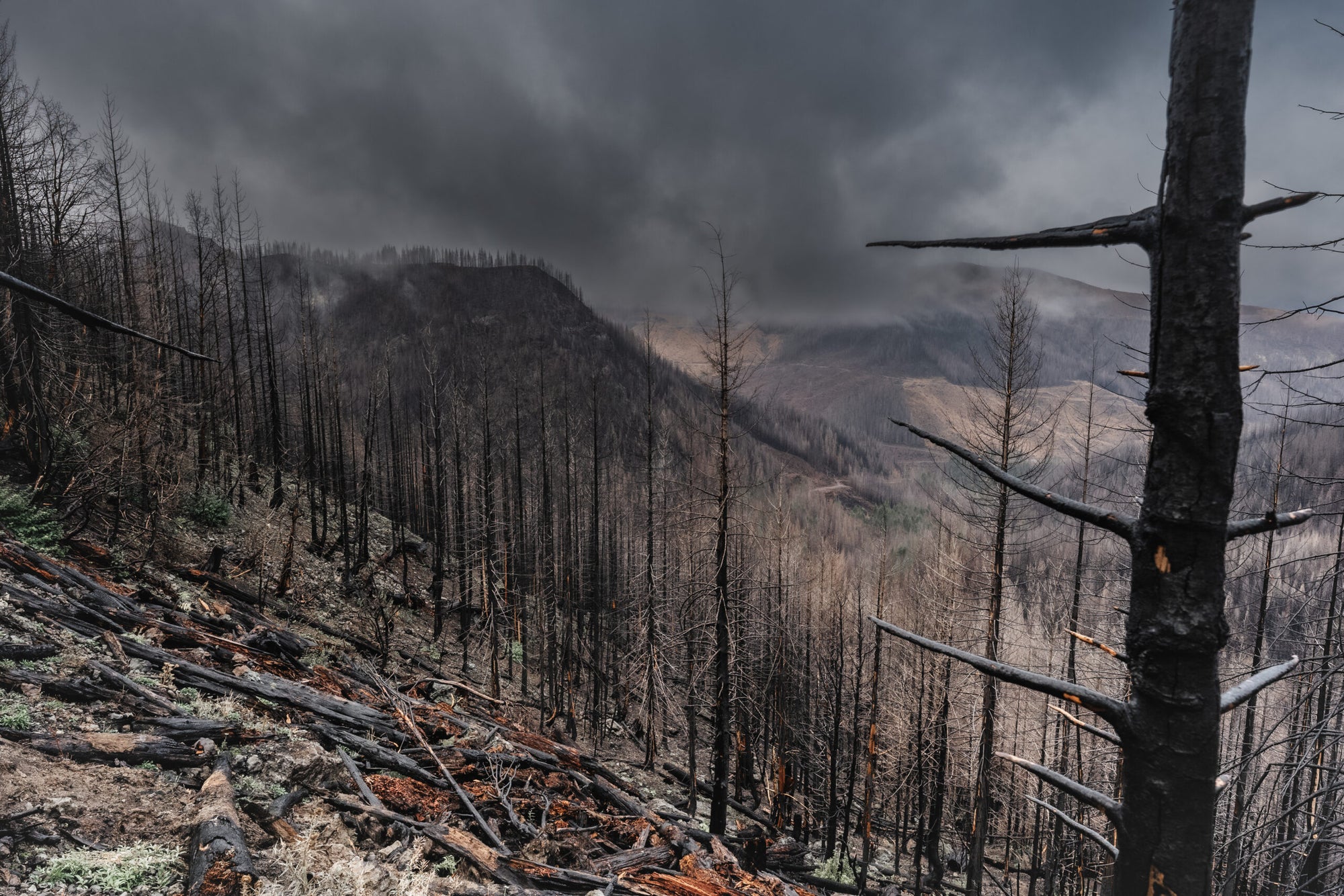 Drones Give Lift to Wildfire Reforestation - FLYING Magazine