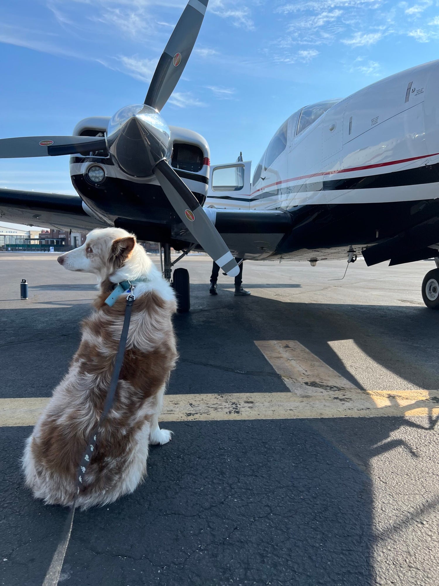 Rescue a Pet, Build the Connection - FLYING Magazine